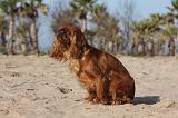 KING CHARLES SPANIEL 005